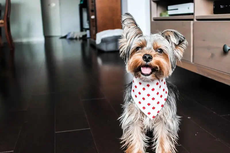 Fluffy Emotion Scanners: Why Dogs Gaze Intently at Humans