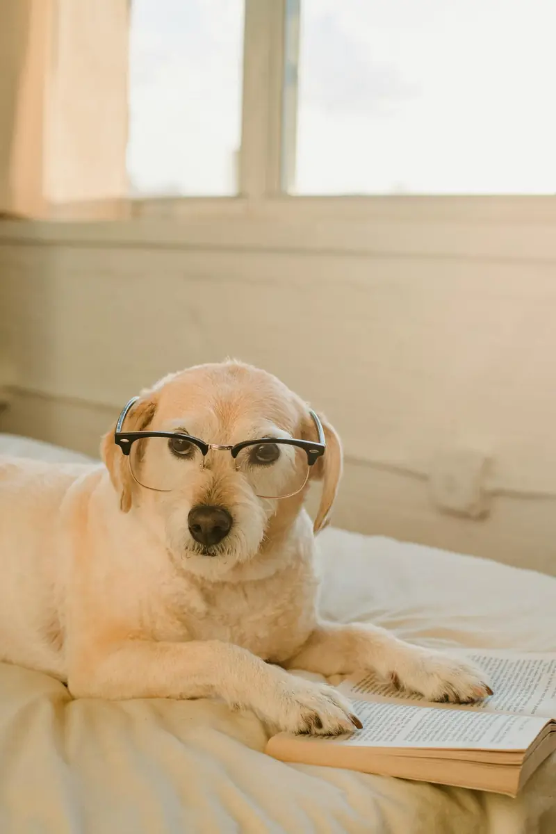 Dogs have entered a new phase of domestication, according to scientists.