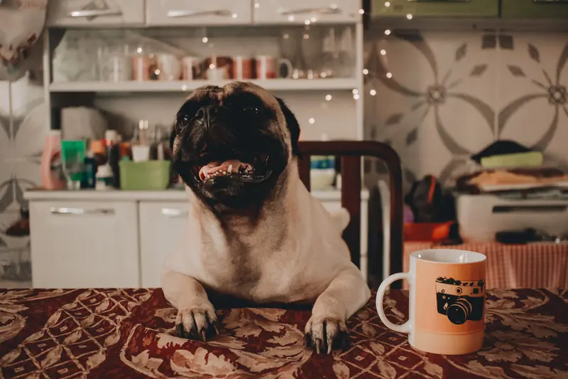 The Benefits of Socialization: Scientists Uncover the Secret to Canine Youthfulness