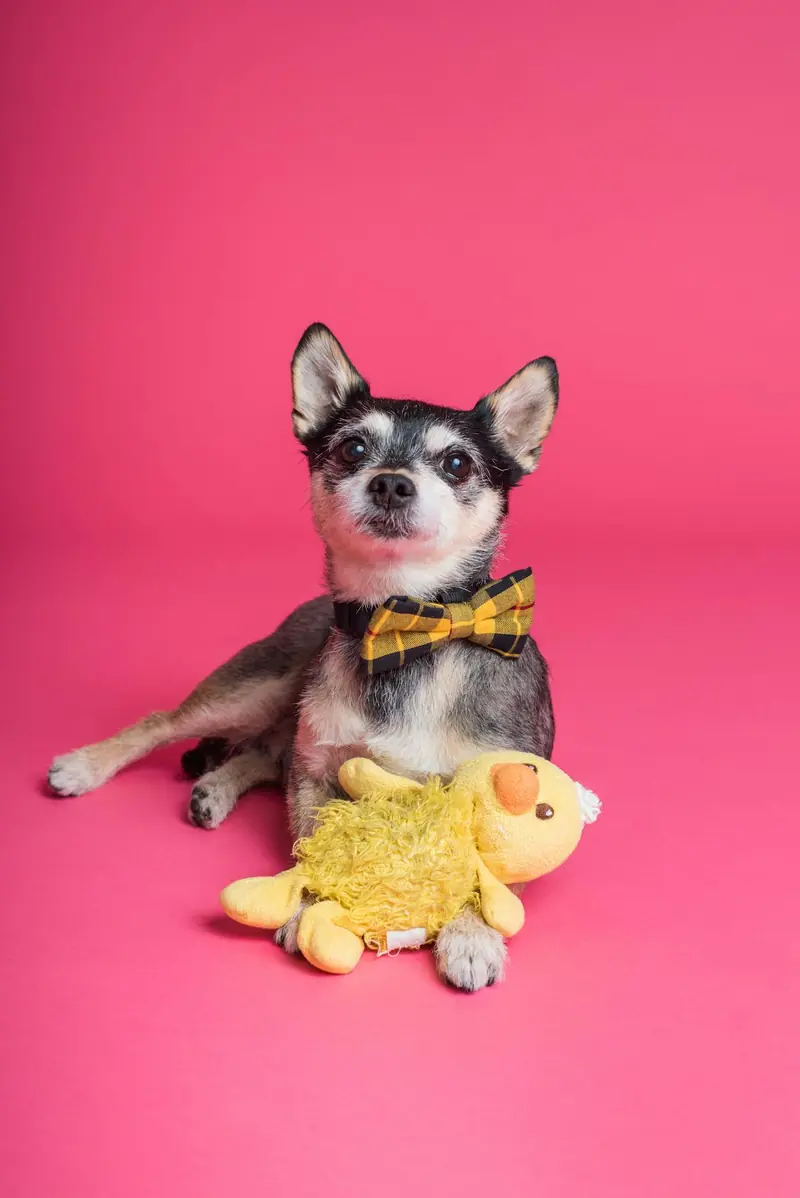 What abilities indicate a dog's special talent?