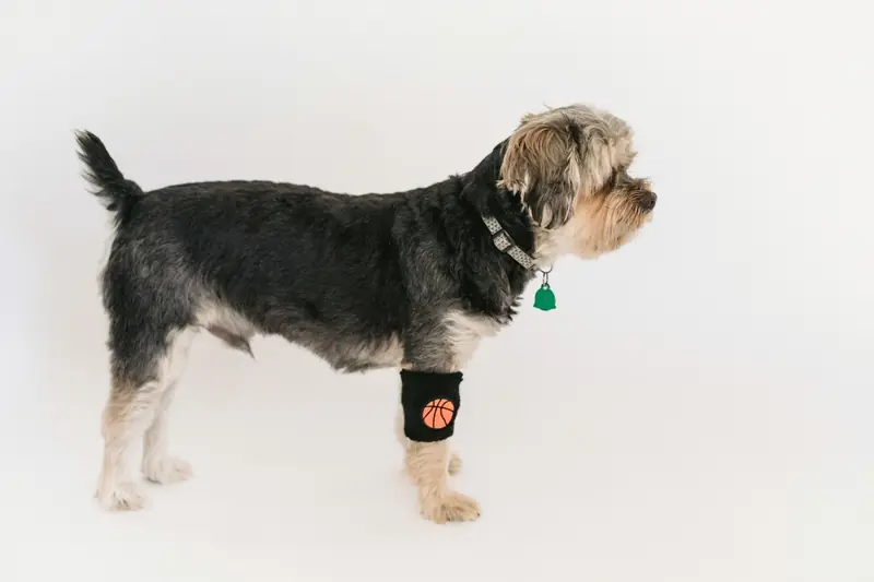 If there are no humans on Earth, all dog breeds will merge into one.