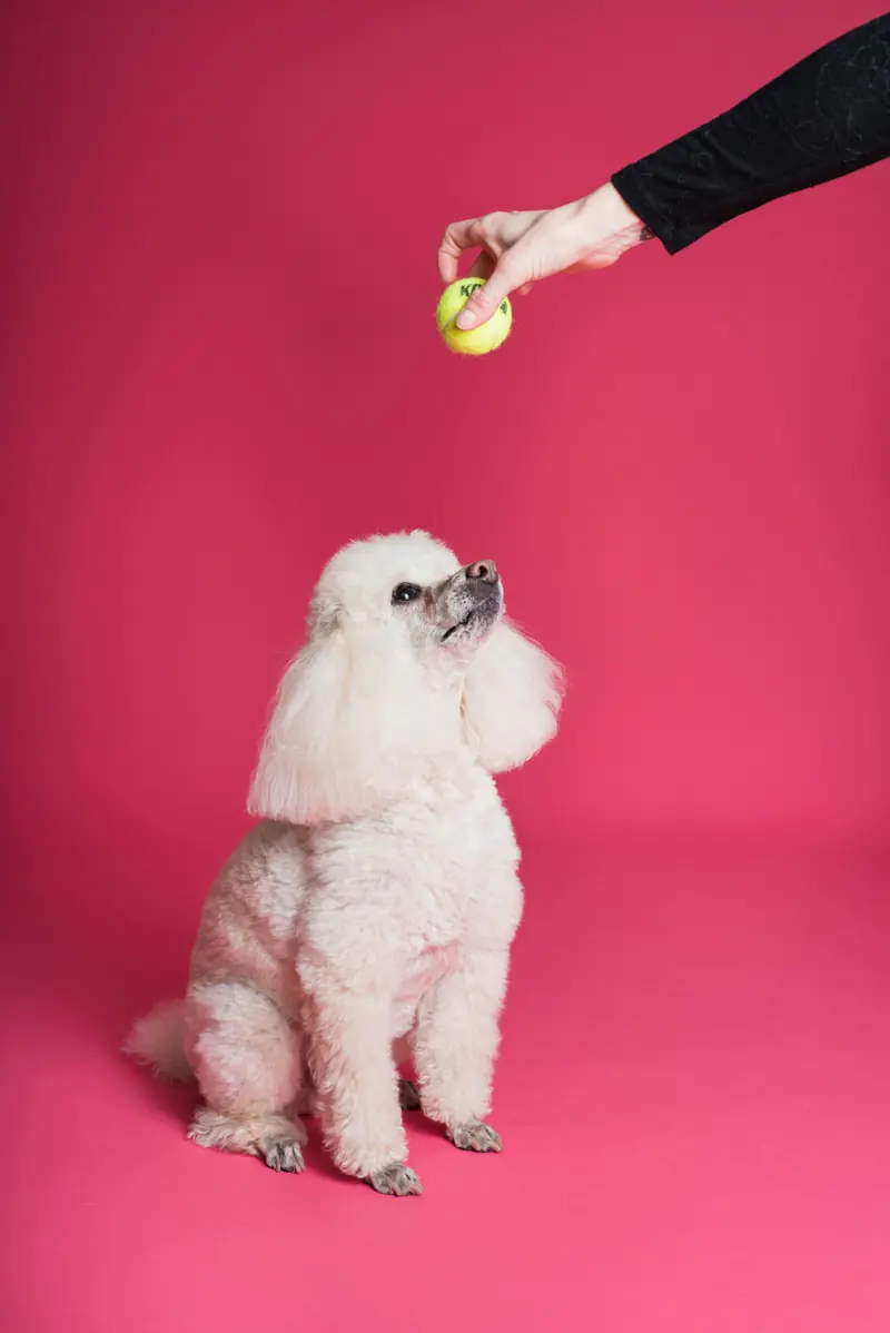 Interacting with a dog helps reduce stress and increase mindfulness.