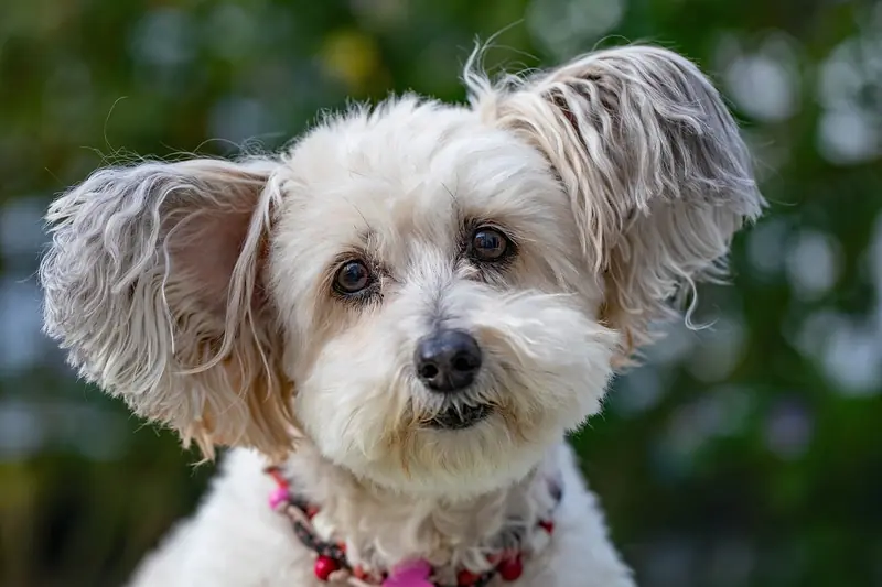 The brains of dogs have significantly shrunk. Are humans to blame again?