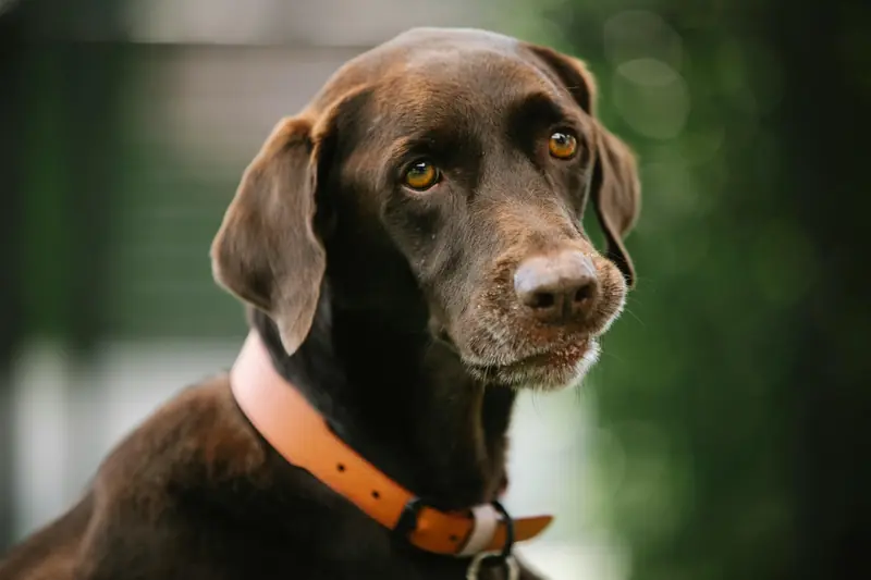 If there are no humans on Earth, all dog breeds will merge into one.