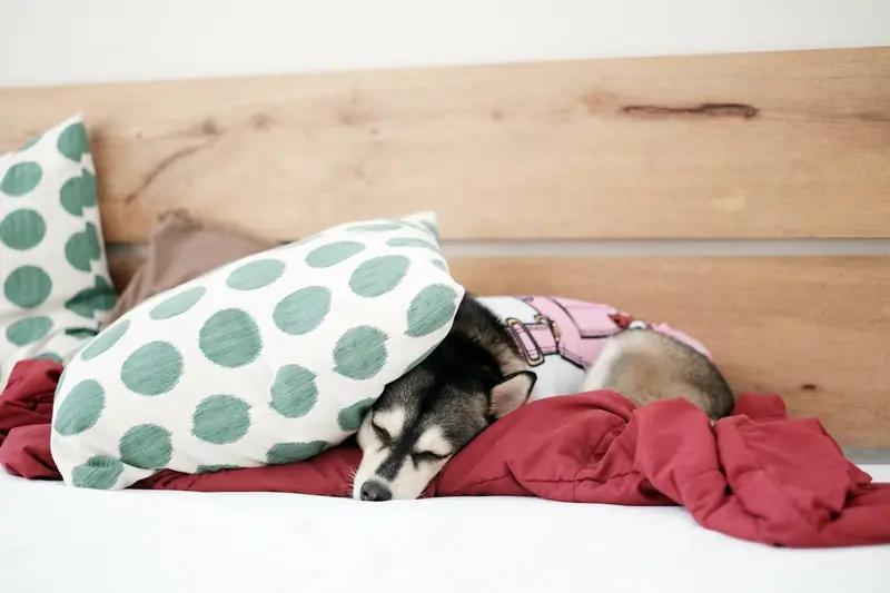 Is your dog getting enough sleep? Veterinarians aren't so sure about that.