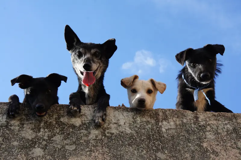 The Benefits of Socialization: Scientists Uncover the Secret to Canine Youthfulness