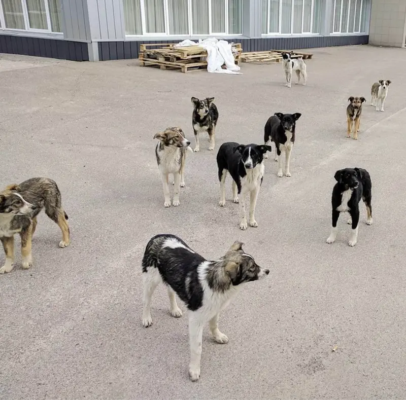The dogs of Chernobyl have undergone rapid genetic evolution.
