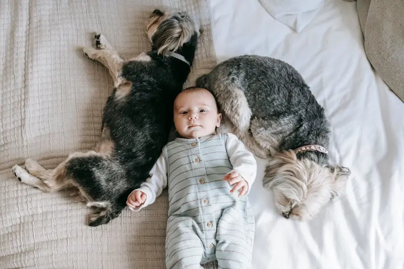 Dogs have entered a new phase of domestication, according to scientists.