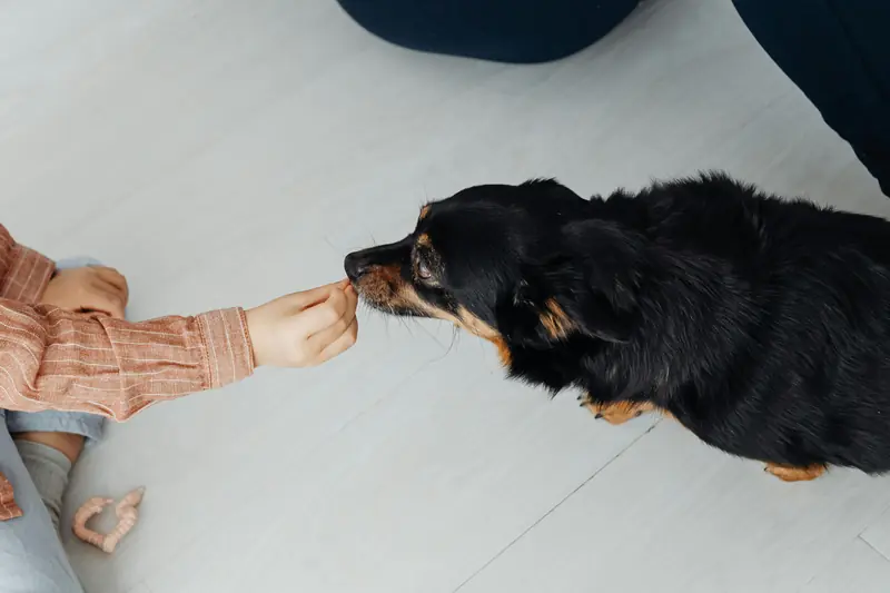 Want a clever dog? Scientists have discovered a new training method.