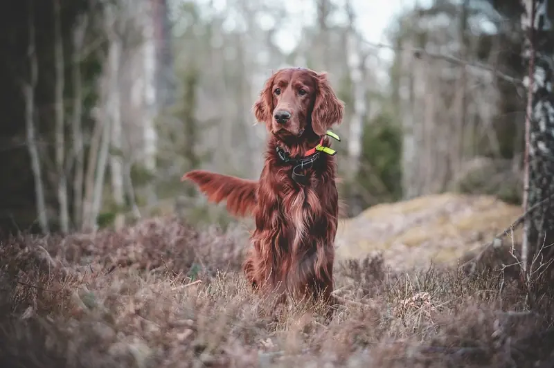 Our beloved dogs also have a dark side: an uncomfortable truth.