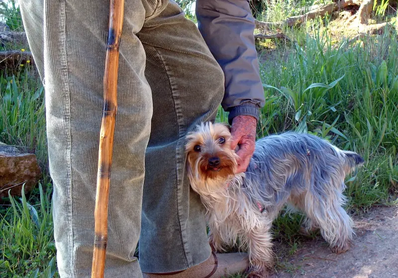 Cats and dogs protect lonely elderly owners from dementia.