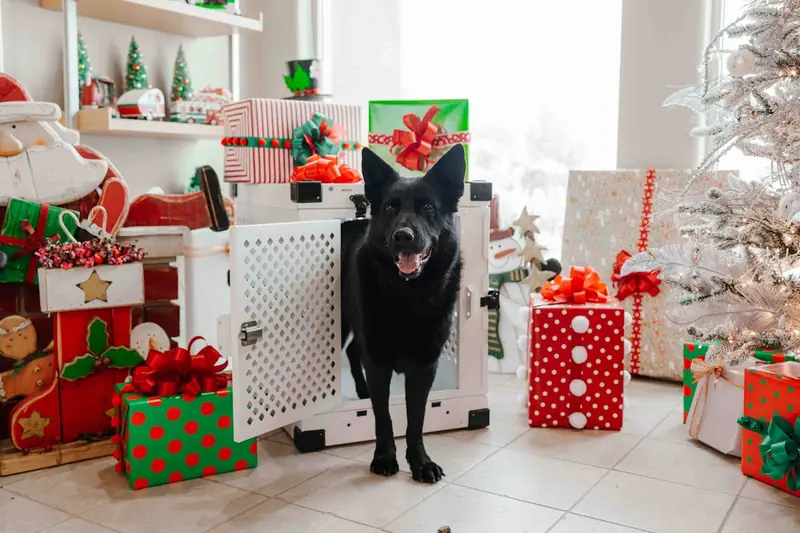 Christmas dishes can turn your dog into a chubby pup.