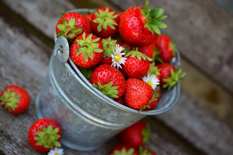 Strawberries have a miraculous effect on the aging brain.