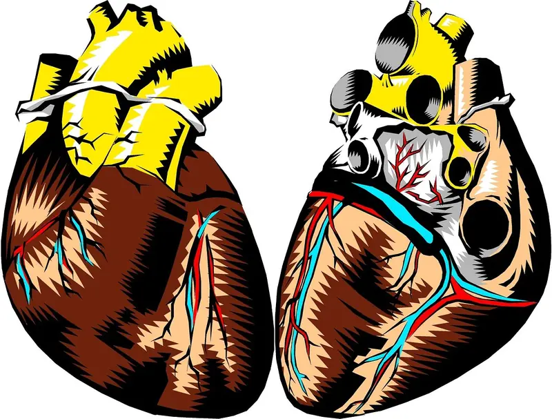 The human heart is unique among mammals. Here's why.