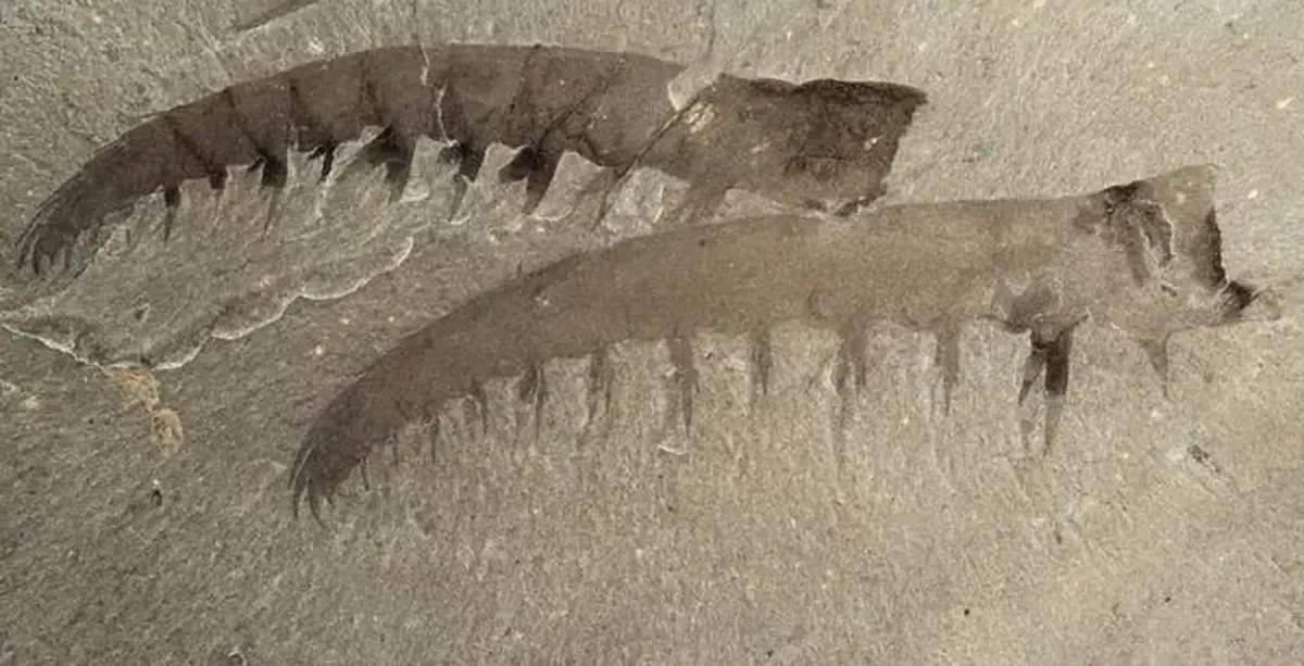 Cambrian sea monster: not the super predator we thought it was.