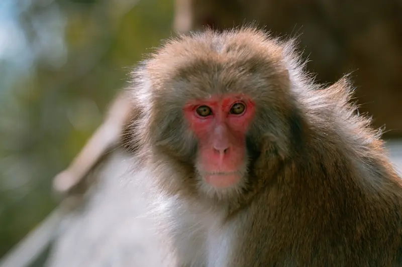 a close up of a monkey with a blurry background