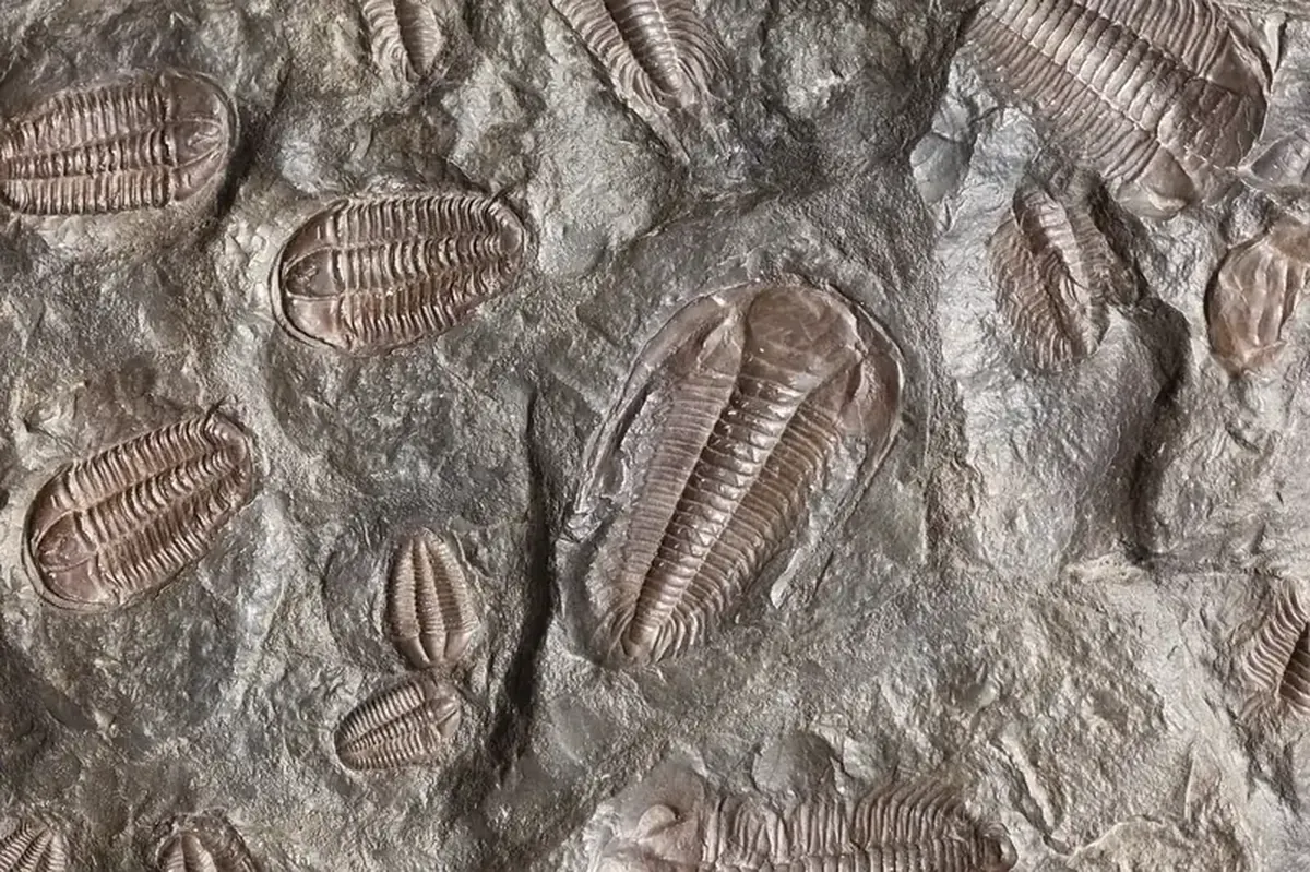 Cambrian sea monster: not the super predator we thought it was.