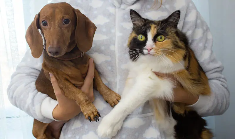 Domestic animals make us healthy and happy: 5 simple proofs.