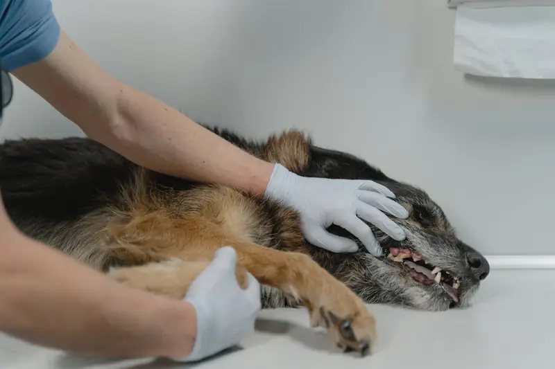 Purebred dogs do not get sick more often than mixed breeds: debunking the myth.