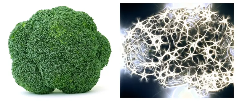 The magical vitamin K protects the brain from dementia.