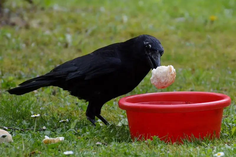 Crows have a long memory for grudges; they can hold onto resentment for years.