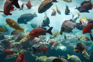 a large group of fish swimming over a coral reef
