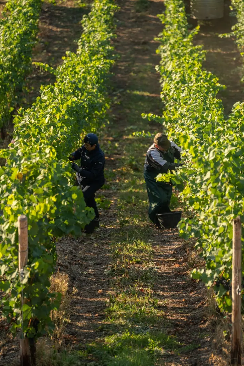 90% of leading wine-producing regions will not survive due to climate change.