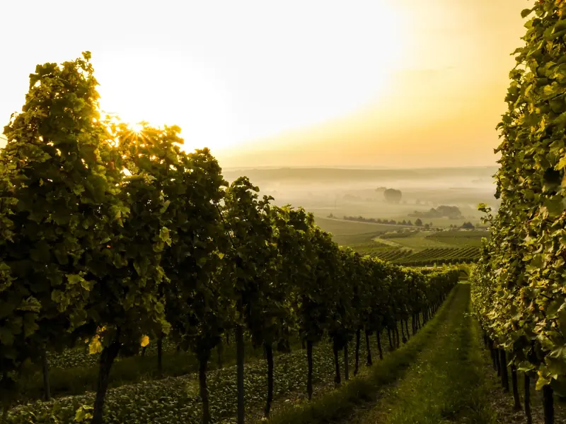 Climate change will improve wine quality. However, there's no reason to celebrate.
