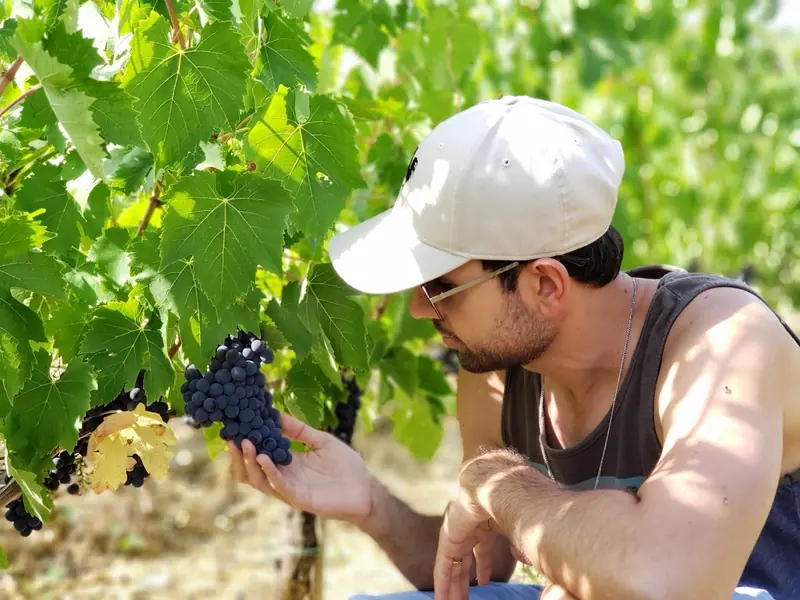 The magical elixir: red grape juice boosts male libido.