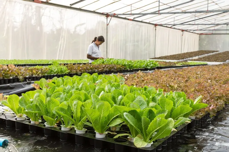 Leafy greens: lettuce and company