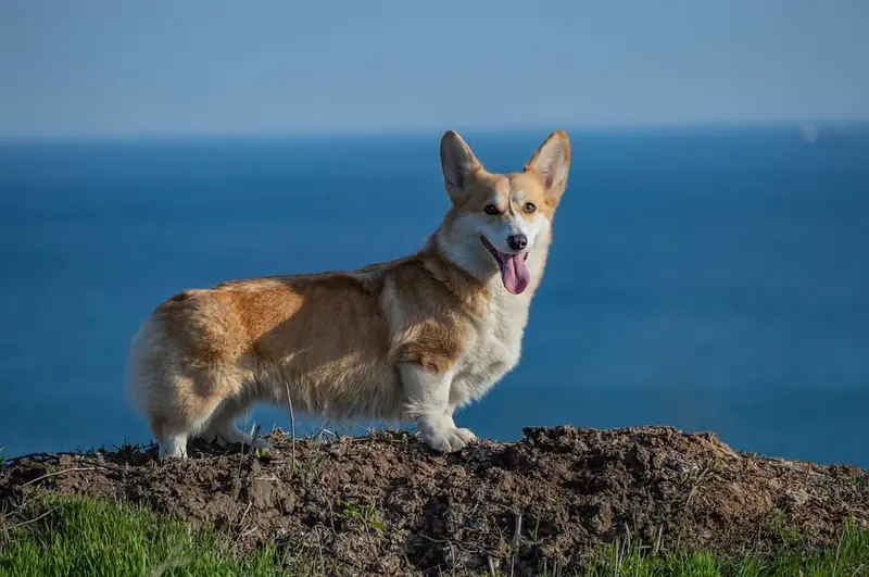 Small dog breeds live longer, but they age faster.