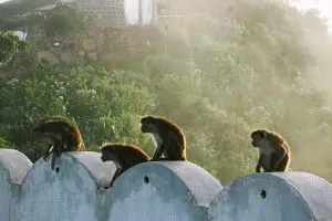 group of brown-and-beige primates