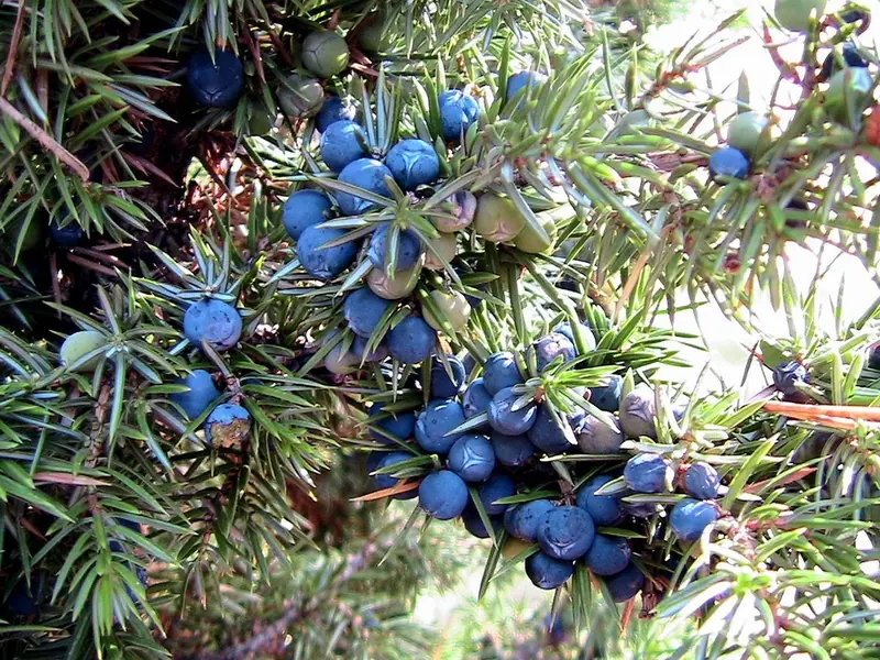 The climate crisis is altering the taste of gin. This has already happened with wine.