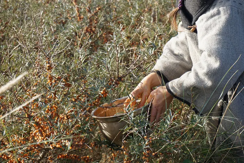 Sea buckthorn for winter: the value of 