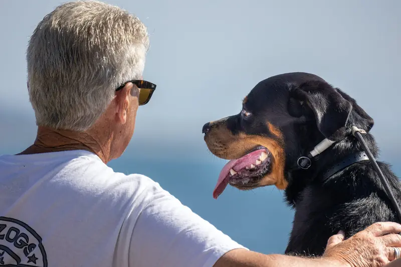 Cat and dog owners tend to have better cognitive abilities.