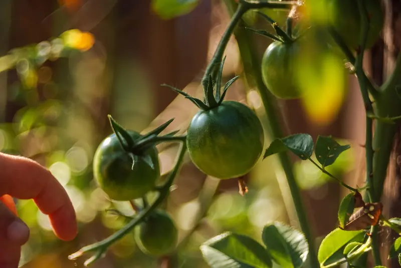 Tomatoes are not killers of people. And here's why.