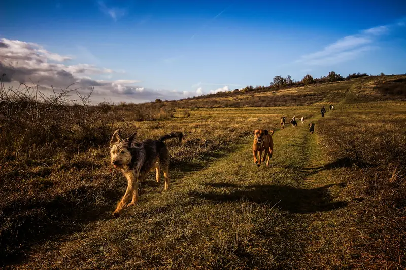 The Benefits of Socialization: Scientists Uncover the Secret to Canine Youthfulness