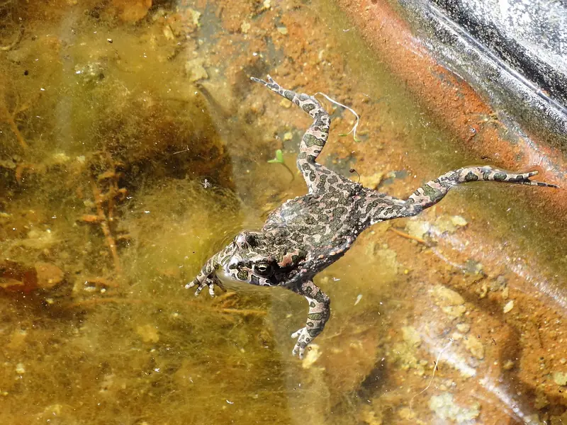 Climate crisis: a third of all species on Earth could disappear by 2100.