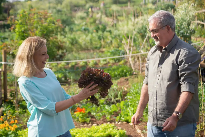 Leafy greens: lettuce and company