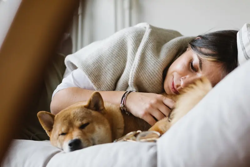 Dogs have entered a new phase of domestication, according to scientists.