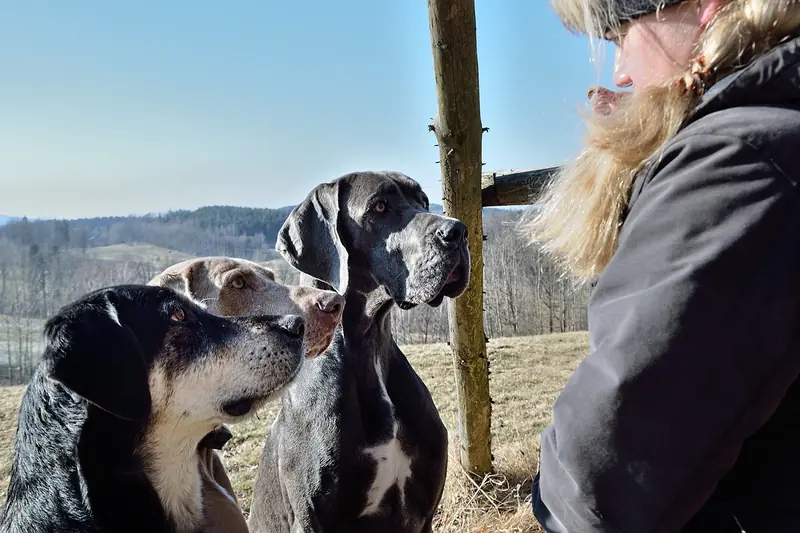 There are three categories of dog owners. Which one do you belong to?