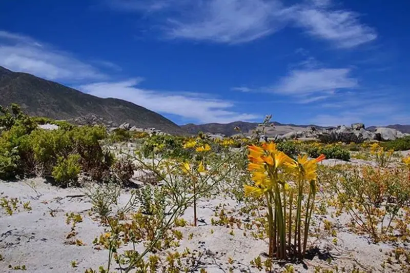 The Miracle of Atacama: Flowers Have Taken Over the Driest Place on Earth