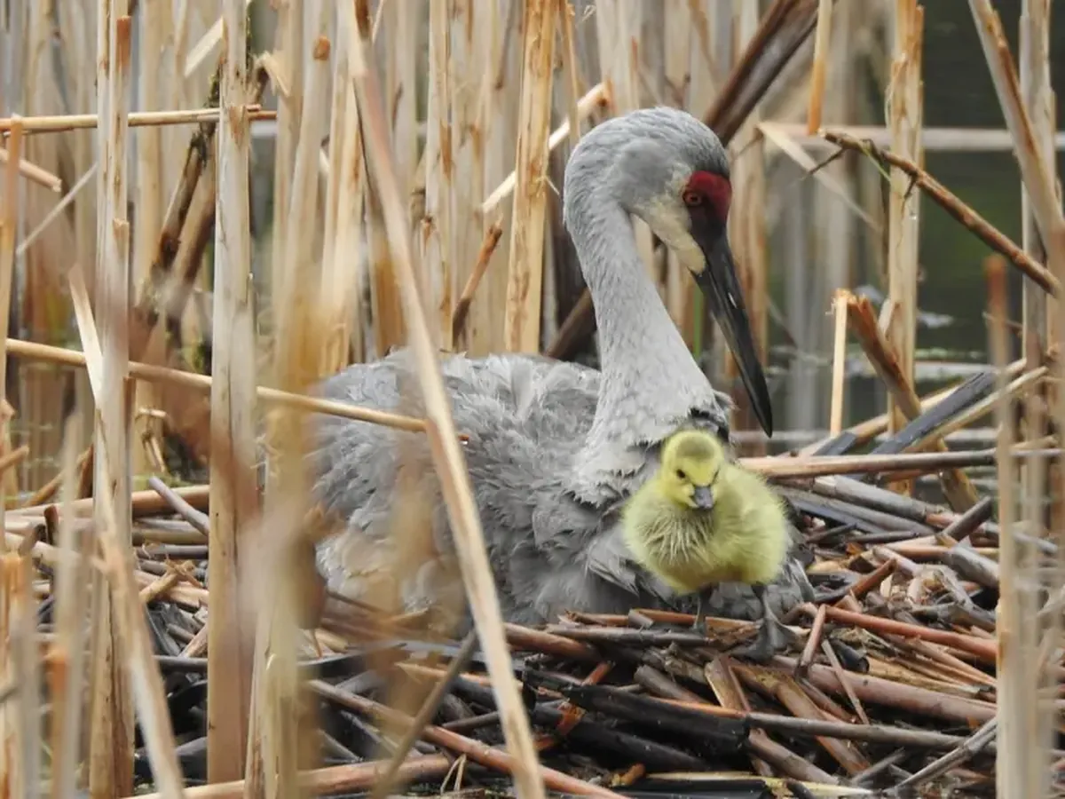 In Madison, a pair of cranes has adopted a gosling, and ornithologists are thrilled.
