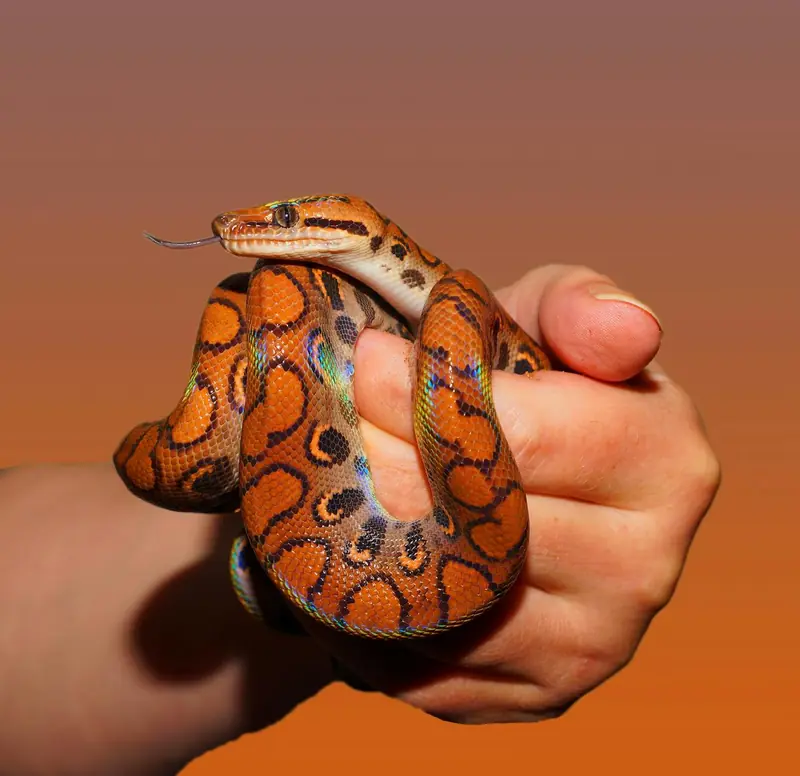 Customs thriller: a smuggler cleverly transported over a hundred live snakes in his pants.