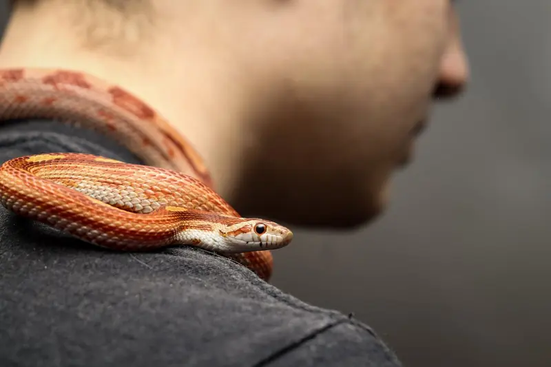 Customs thriller: a smuggler cleverly transported over a hundred live snakes in his pants.