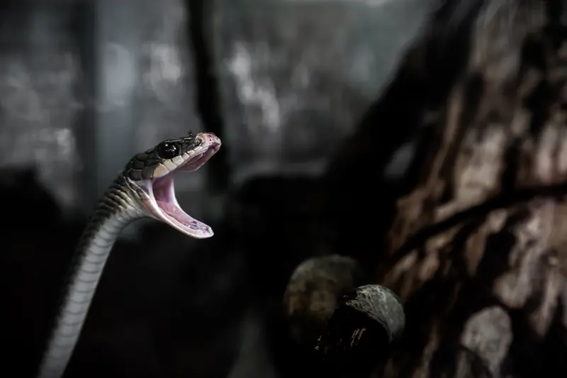 Teeth and snakes: what dreams do people around the world most often experience?