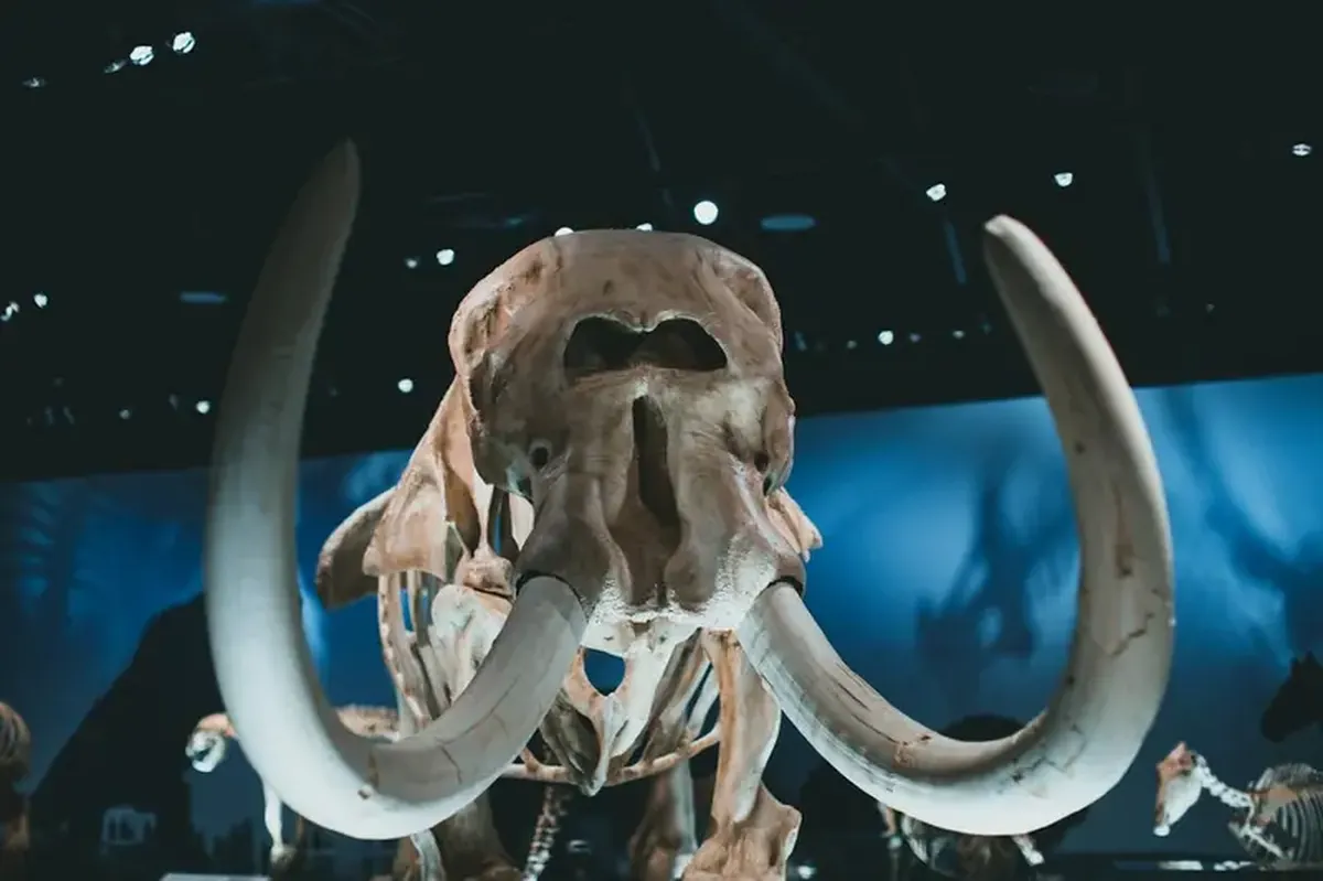 Made from mammoth tusk: the oldest boomerang in Europe has been found in Poland.