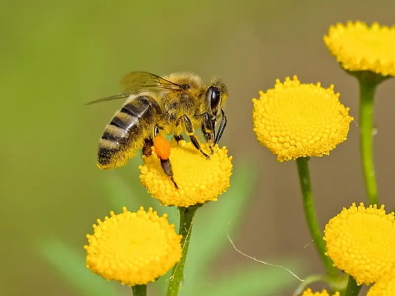 Bees are losing their unique buzzing: pollination is at risk.