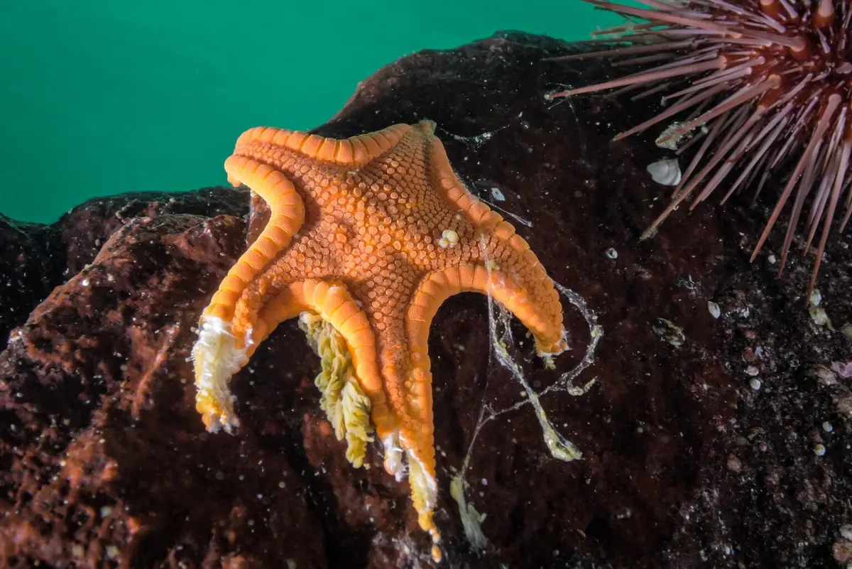 Sea star with damaged arms