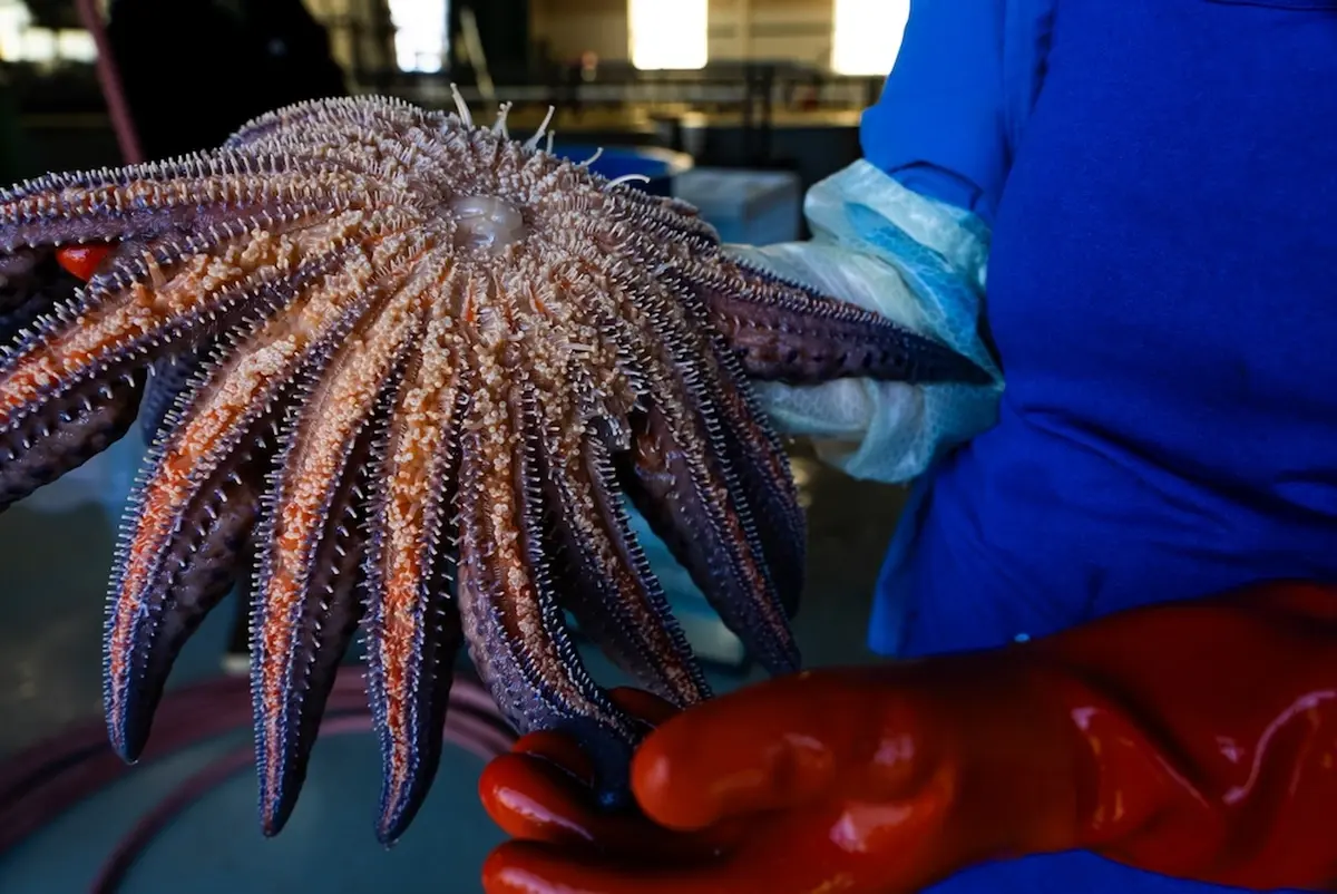 Laboratory testing a sea star